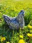 Preview: Steinfigur_Gartenfigur_Huhn_Daisy2