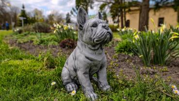 Gartenfigur Frenchie Eddi